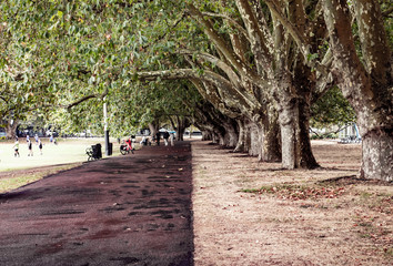 Plane tree alley in auckland