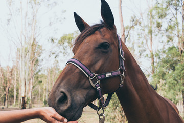 Fototapeta premium Beautiful brown horse portrait on field background.