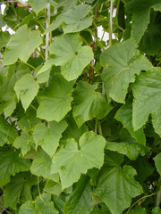 Green leaves of cucumber (Cucumis sativus). Cultivated plant in the gourd family, Cucurbitaceae. It is a creeping vine that bears cucumiform fruits that are used as vegetables. Vertical layout.