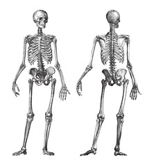 Human skeleton front and back view / vintage illustration from Brockhaus Konversations-Lexikon 1908