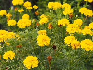 African, American, Aztec, Big marigold Scientific name Tagetes erecta yellow flower blooming in garden