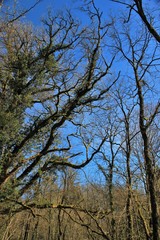 Obraz premium Marais du Brézou (Corrèze)