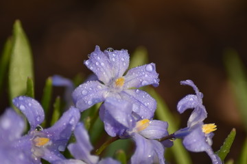 Blühende Sternhyazinthen (Chionodoxa)