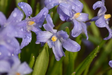 Bl&uuml;hende Sternhyazinthen (Chionodoxa)