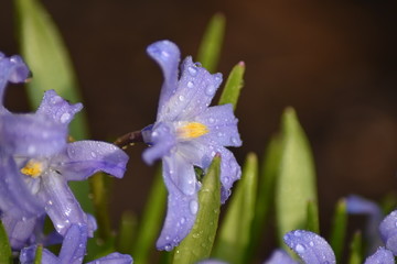 Blühende Sternhyazinthen (Chionodoxa)