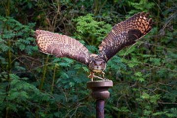 Eurasian Eagle-Owl in flight ( Bubo bubo ) Falconry