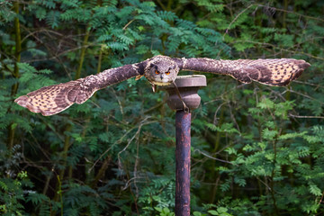 Eurasian Eagle-Owl in flight ( Bubo bubo ) Falconry