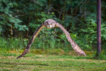 Eurasian Eagle-Owl in flight ( Bubo bubo ) Falconry