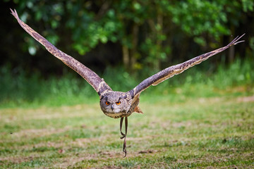 Eurasian Eagle-Owl in flight ( Bubo bubo ) Falconry