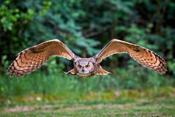Eurasian Eagle-Owl in flight ( Bubo bubo ) Falconry