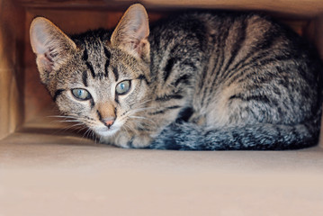 Young European Shorthair cat playing and hiding in a paper bag.