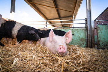 Bioschweinehaltung - Unterschiedliche Rassen von Schweinen in einen Outdoorstall.