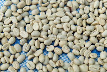 Raw Robusta Cherry Coffee Beans Drying on the Table Before Roast Processing.