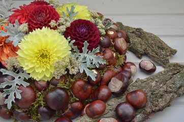 Mix of red and yellow flowers with chestnuts and bark close-up. chestnut plants