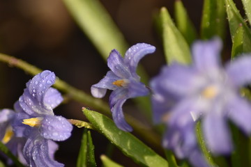 Bl&uuml;hende Sternhyazinthen (Chionodoxa)