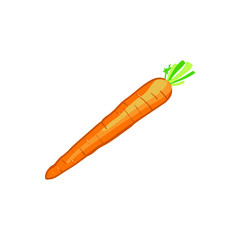 Fresh Carrot Vector