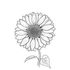 Sun flower line drawing