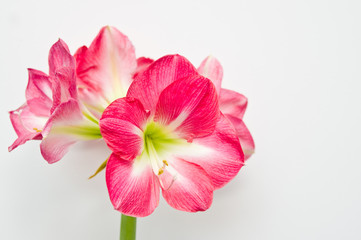 Pink amaryllis plant home decoration