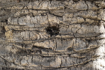 The palm tree trunk closeup of the beautiful texture