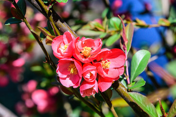 Close up of delicate red flowers of Chaenomeles japonica shrub, commonly known as Japanese quince...