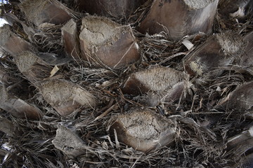 The palm tree trunk closeup of the beautiful texture