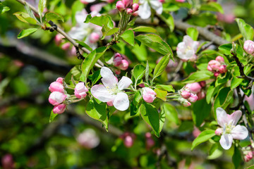 Large branch with white and pink apple tree flowers in full bloom in a garden in a sunny spring day, beautiful Japanese trees blossoms floral background, sakura