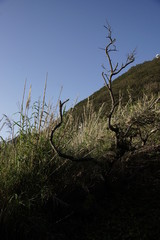 秋景色　木とススキ