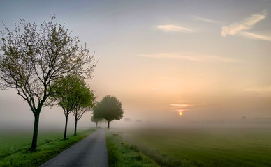 Fototapeta na wymiar Colorful dreamy glowing summer sunrise landscape, a field road lined with some tree silhouettes stretching into the distance misty farmfields, depicting the concept of travel and adventure 