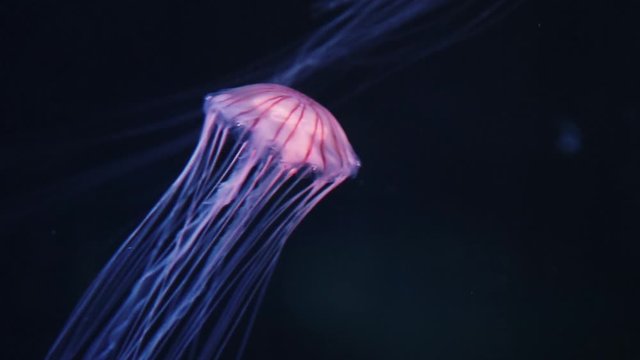 White jellyfish with lines of red hues swimming through the water.