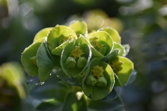 Walzen-Wolfsmilch (Euphorbia myrsinites)
