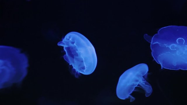 Transparent jellyfish with blue hues swim through the water.