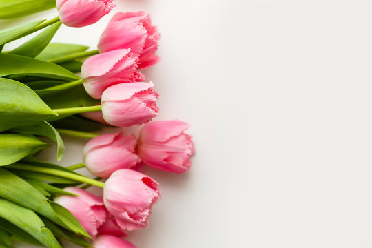 pink tulips lie on a white table