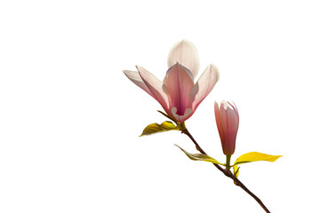 Close up of pink magnolia flowers isolated on white