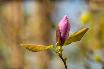 Pink magnolia flower closeup. Half-Opened Magnolia Bud