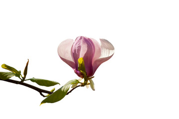 Close up of pink magnolia flower isolated on white © Oleh