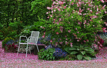 Lonely white chair in a secluded garden or patio are with lots of fallen pink cherry petals on the floor, surrounded by green plants