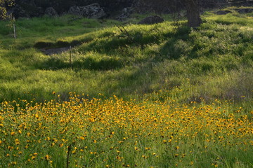field of yellow flowers