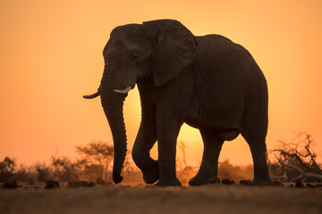 A dramatic backlit portrait of an elephant walking with a golden sunset in the background, taken in...