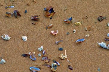 Shells scattered on the sand