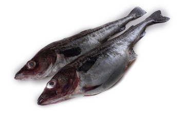 Alaska pollock on white background