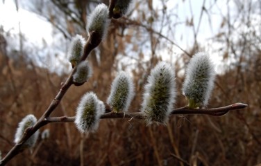 buds of blooming willow in early spring close-up