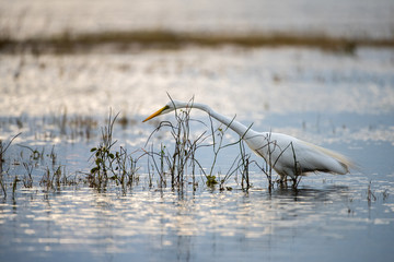 A beautiful sunset photograph of white Egret hunting for its prey in the Chobe River, Botswana. The setting sun is reflecting off the rippled water.