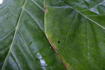 Tobacco leaves background