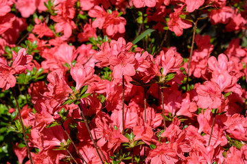 Bush of delicate red flowers of azalea or Rhododendron plant in a sunny spring Japanese garden, beautiful outdoor floral background