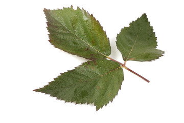 Blackberry leaf isolated on white
