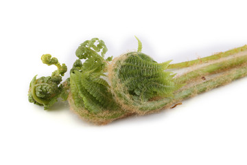 Fern sprouts. Far eastern cuisine use this plant