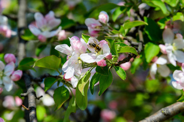 Large branch with white and pink apple tree flowers in full bloom in a garden in a sunny spring day, beautiful Japanese trees blossoms floral background, sakura