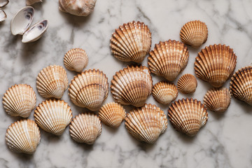 sea shells on marble background, many seashells, many sea shells, one uncovered, a lot of sea shells, one opened, composition of seashells