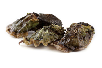 Oysters isolated on white