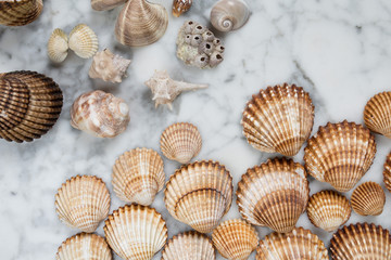 sea shells on marble background, many seashells, one uncovered, a lot of sea shells, one opened, composition of seashells